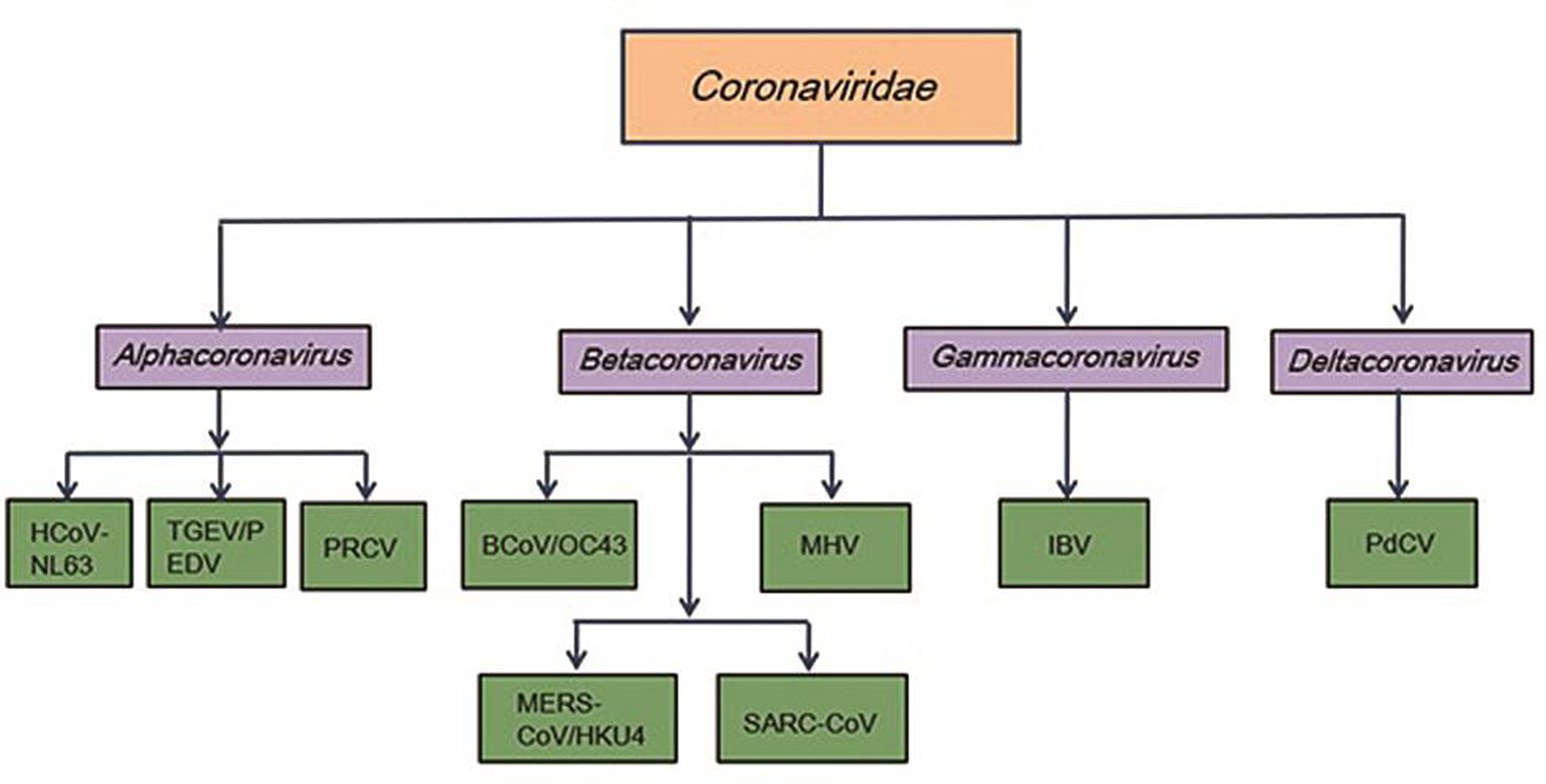 Family of coronaviridae.