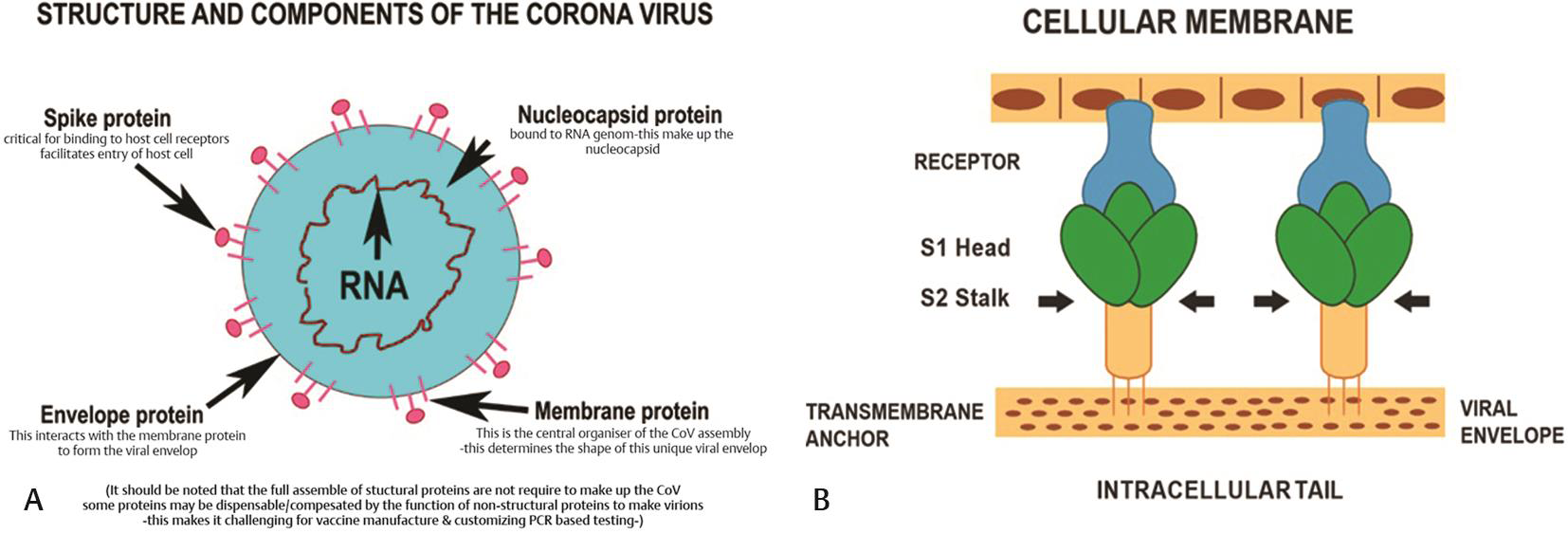 (A) Structure and components of corona virus showing spike protein, envelop protein, membrane protein and nucleocapsid protein. (B) S protein is responsible for the viral attachment and entry into host cells.