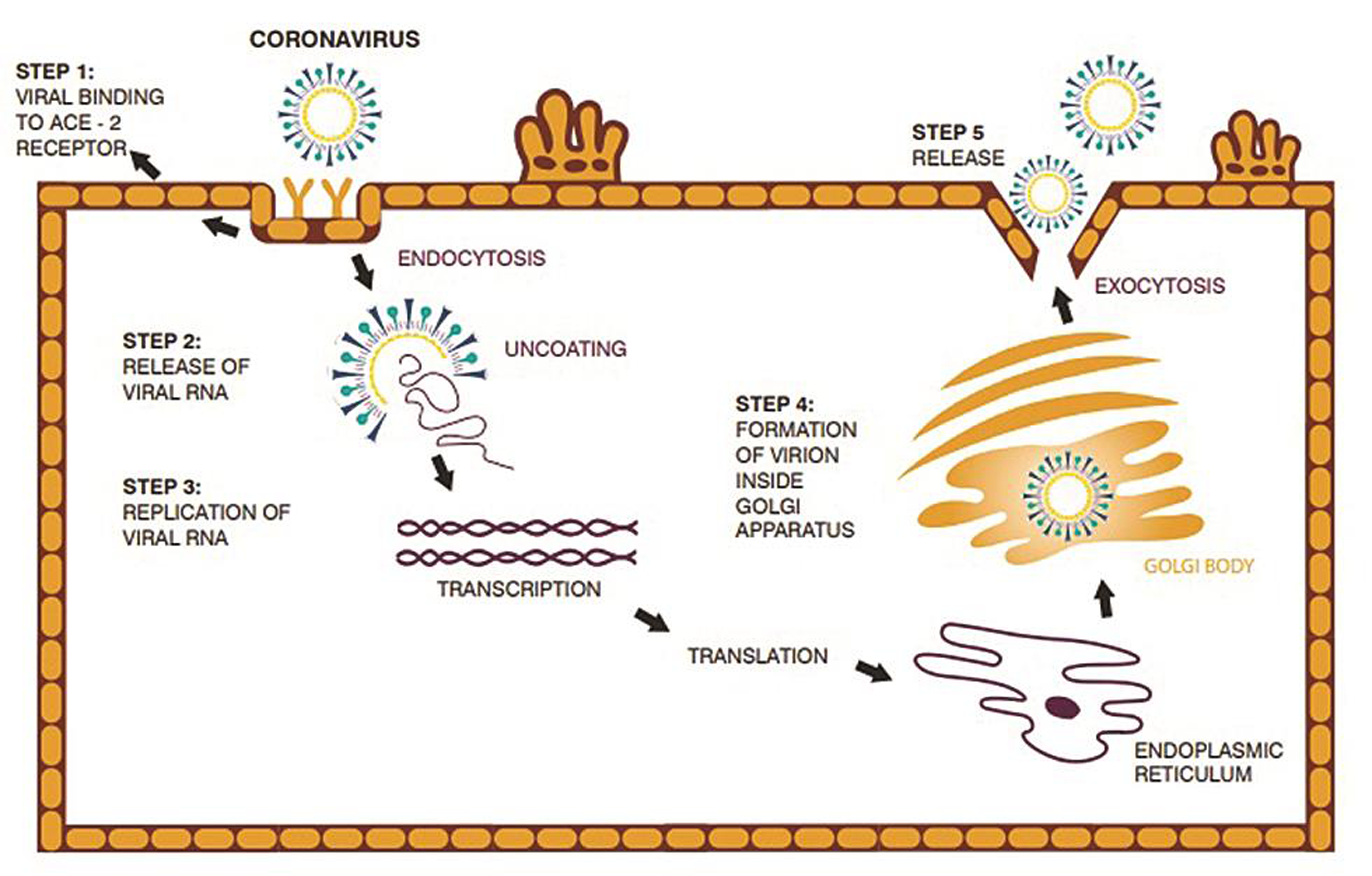 The life-cycle of SARS-COV2 virus starts with invasion when the S protein binds to the host cellular angiotensin-converting enzyme 2 (ACE2) receptor.