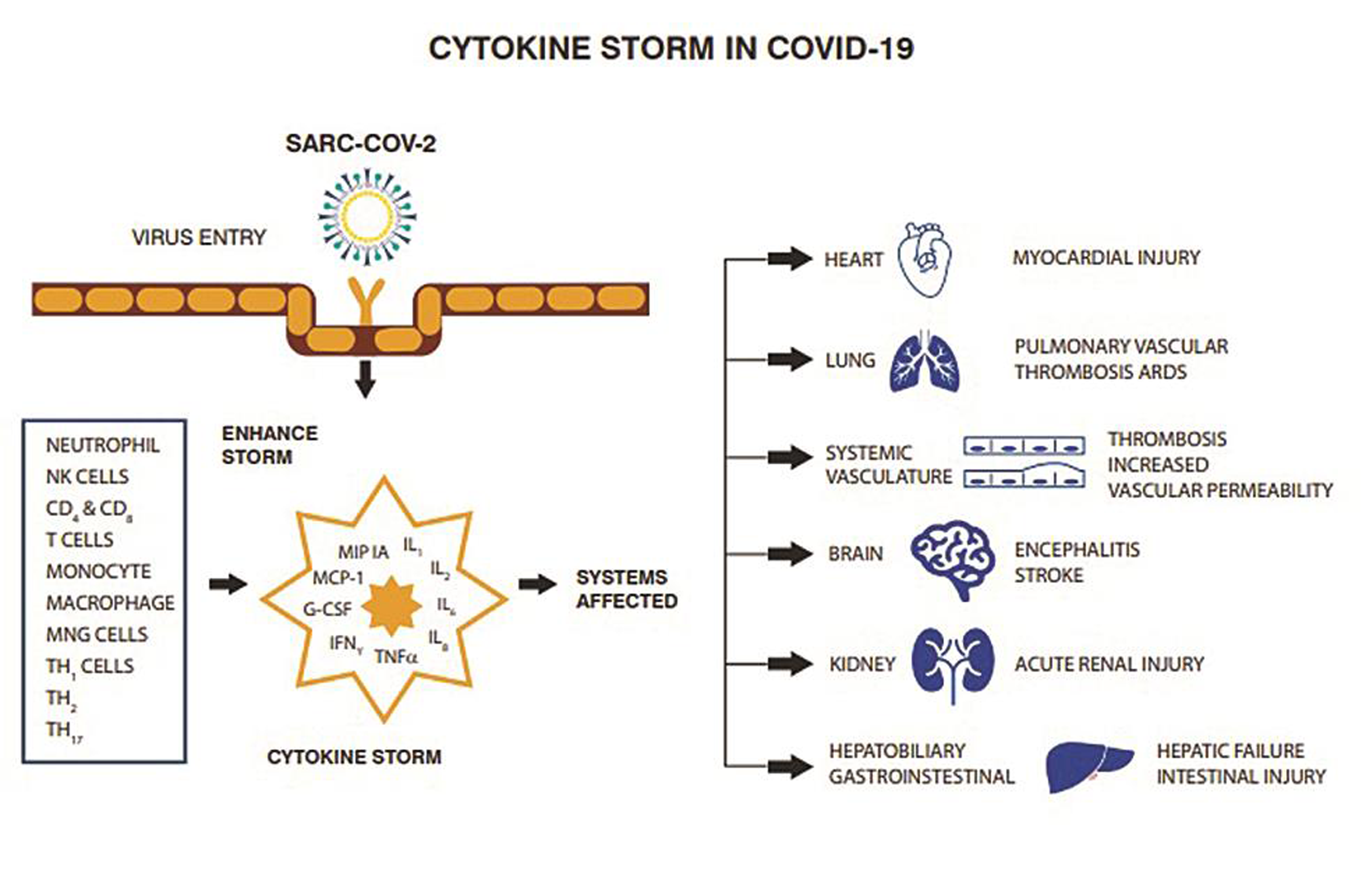 Cytokine storm may occur in infection with coronavirus characterized by multiorgan failure.