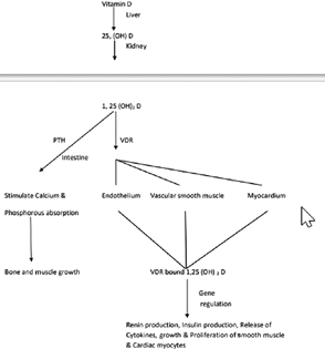 Mechanism of function of vitamin D ( PTH, parathormone; VDR, vitamin D receptor).