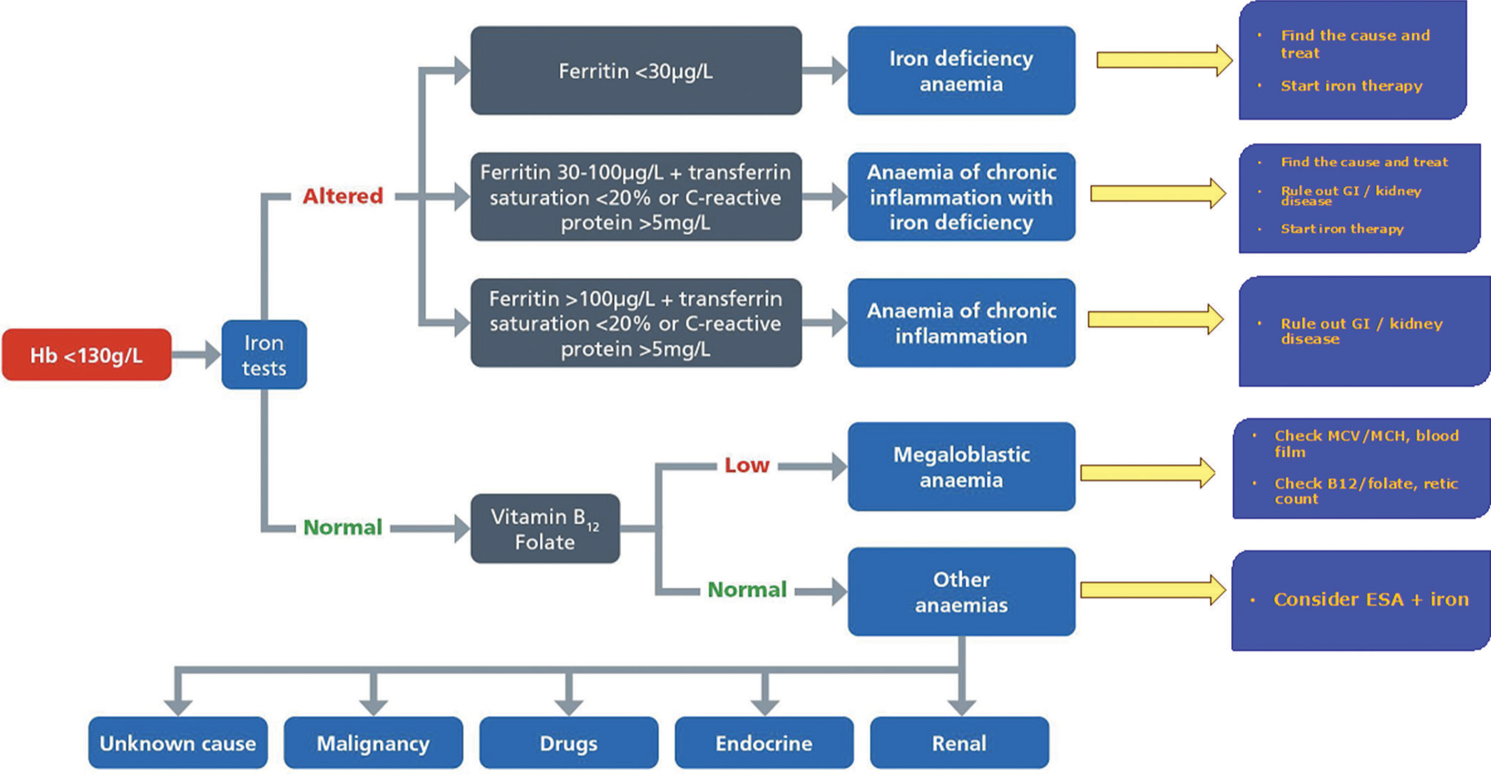 Algorithm for Perioperative management of anemia and iron deficiency,